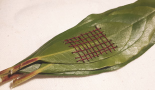 Weaving with Nature