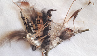 Weaving with Nature